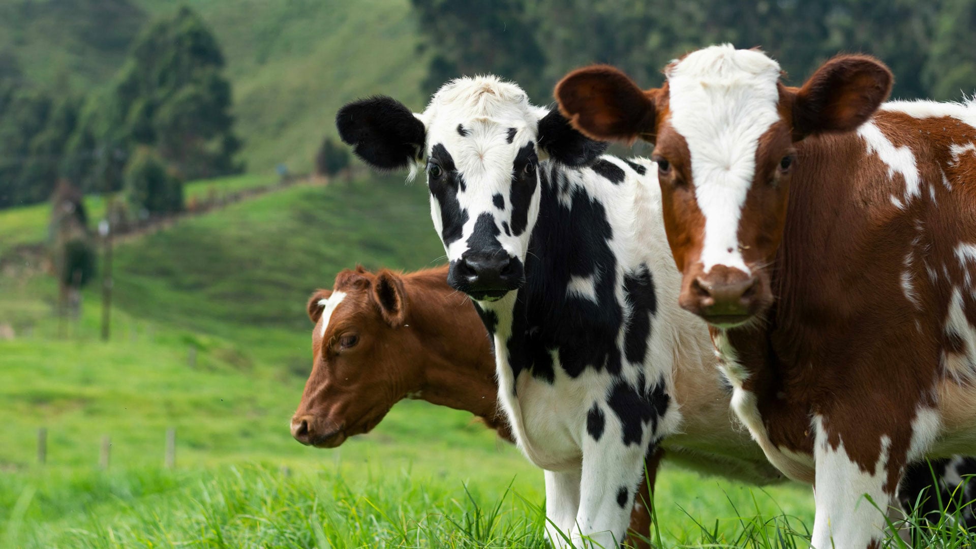 Cows